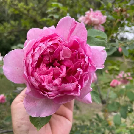 Bed & Breakfast Casina Morgana