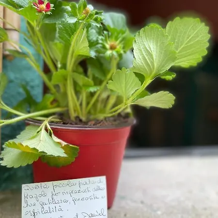 Casina Morgana Oda ve Kahvaltı