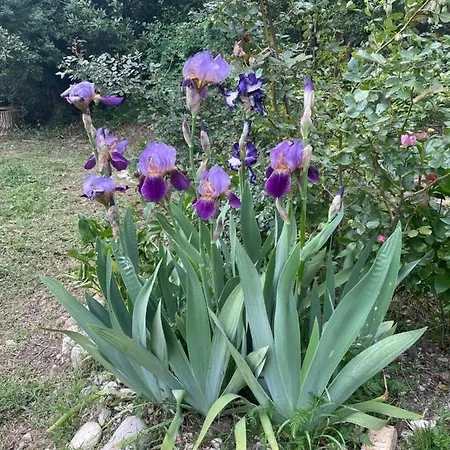 Casina Morgana Oda ve Kahvaltı Novafeltria