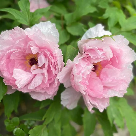 Nocleg ze śniadaniem Casina Morgana 4*