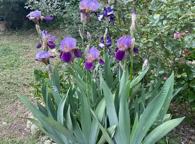 Casina Morgana فندق مبيت وإفطار Novafeltria