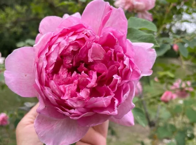 فندق مبيت وإفطار Casina Morgana