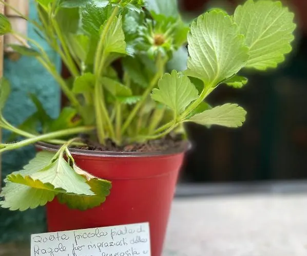 Casina Morgana فندق مبيت وإفطار